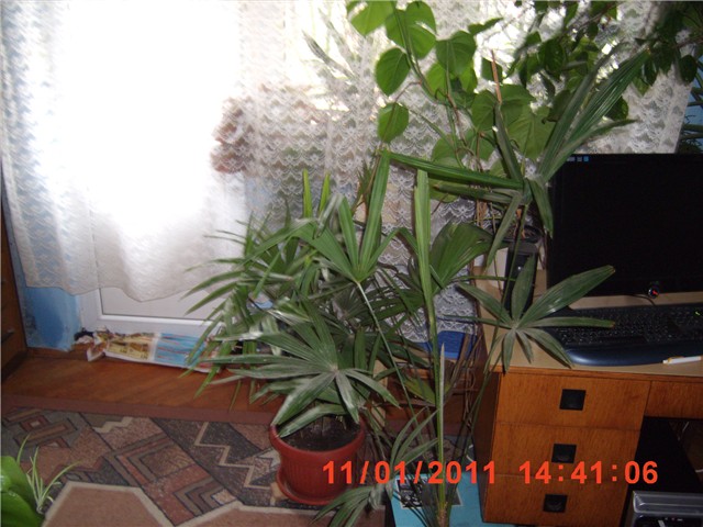 kentia